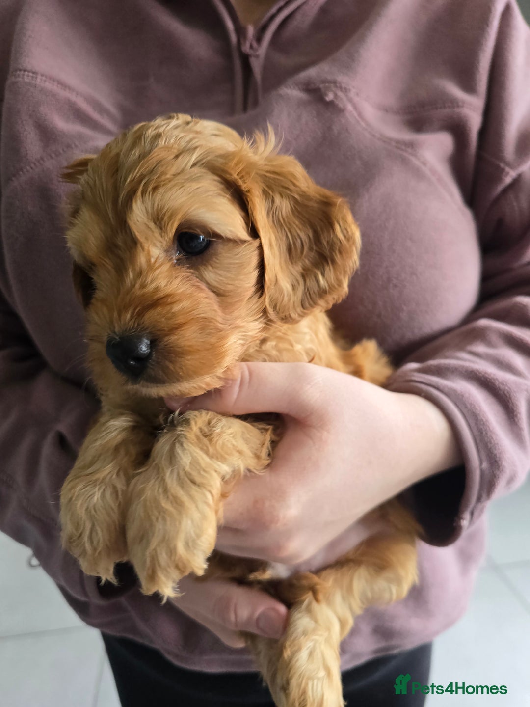 Cockapoo dogs for sale: F1B Red Cockapoo Pups - Image 19