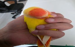 Lovebirds birds for sale: Super Tame, Hand Reared Baby Lovebird - Image 1