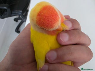 Lovebirds birds - Advert 7