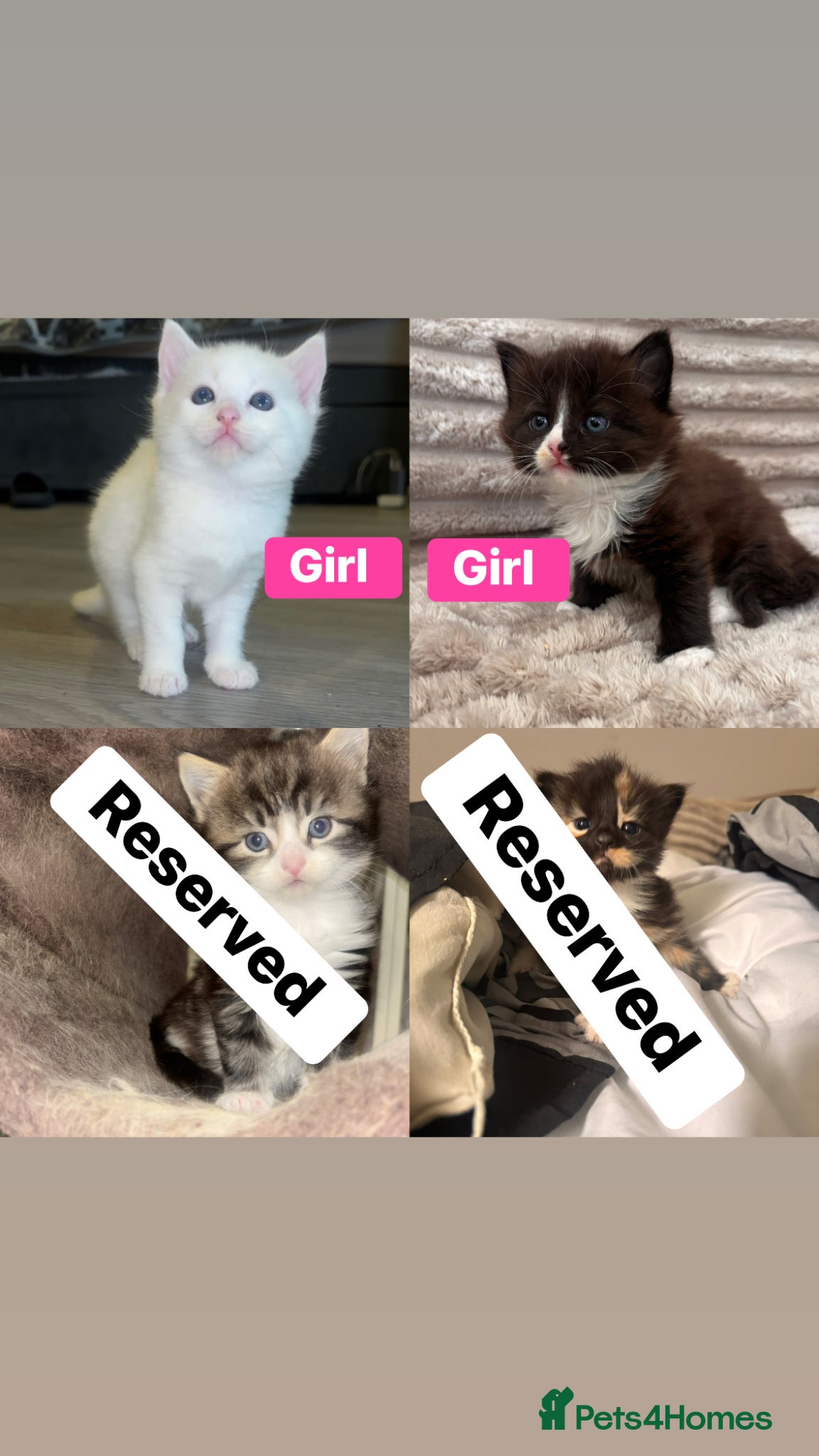 Turkish Angora cats Two Fluffy Girls Left🩷 - Advert 6