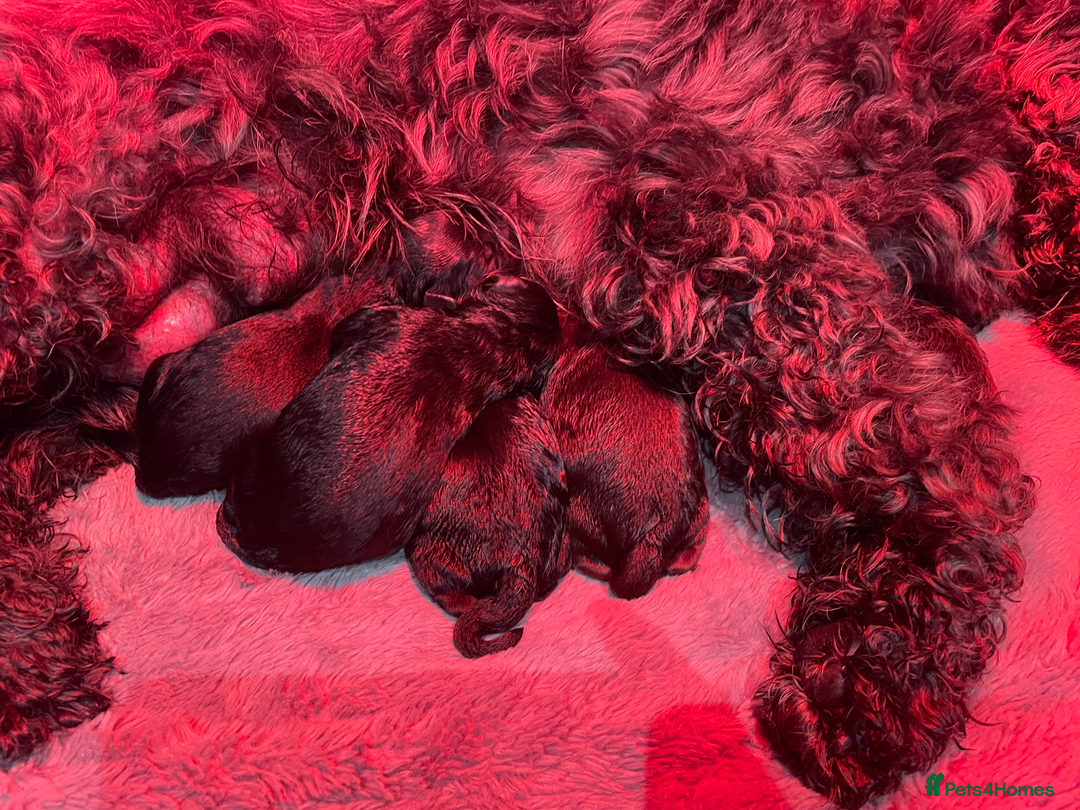Cockapoo dogs for sale: Cockapoo puppies ready now full vacs/health tested - Advert 11