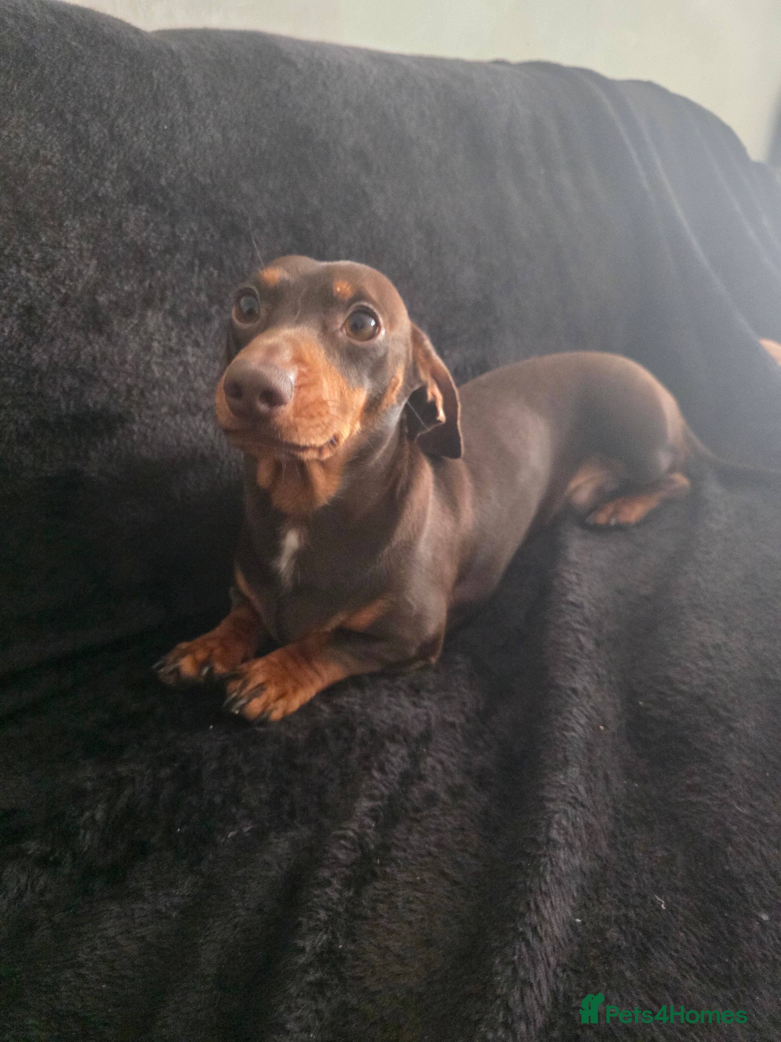 Dachshund dogs Miniature dachsund - Reggie - Advert 2