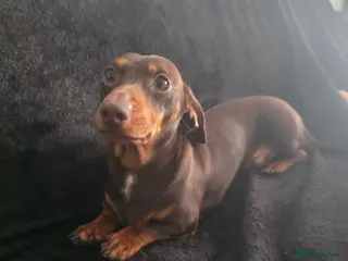 Dachshund dogs Miniature dachsund - Reggie - Advert 2