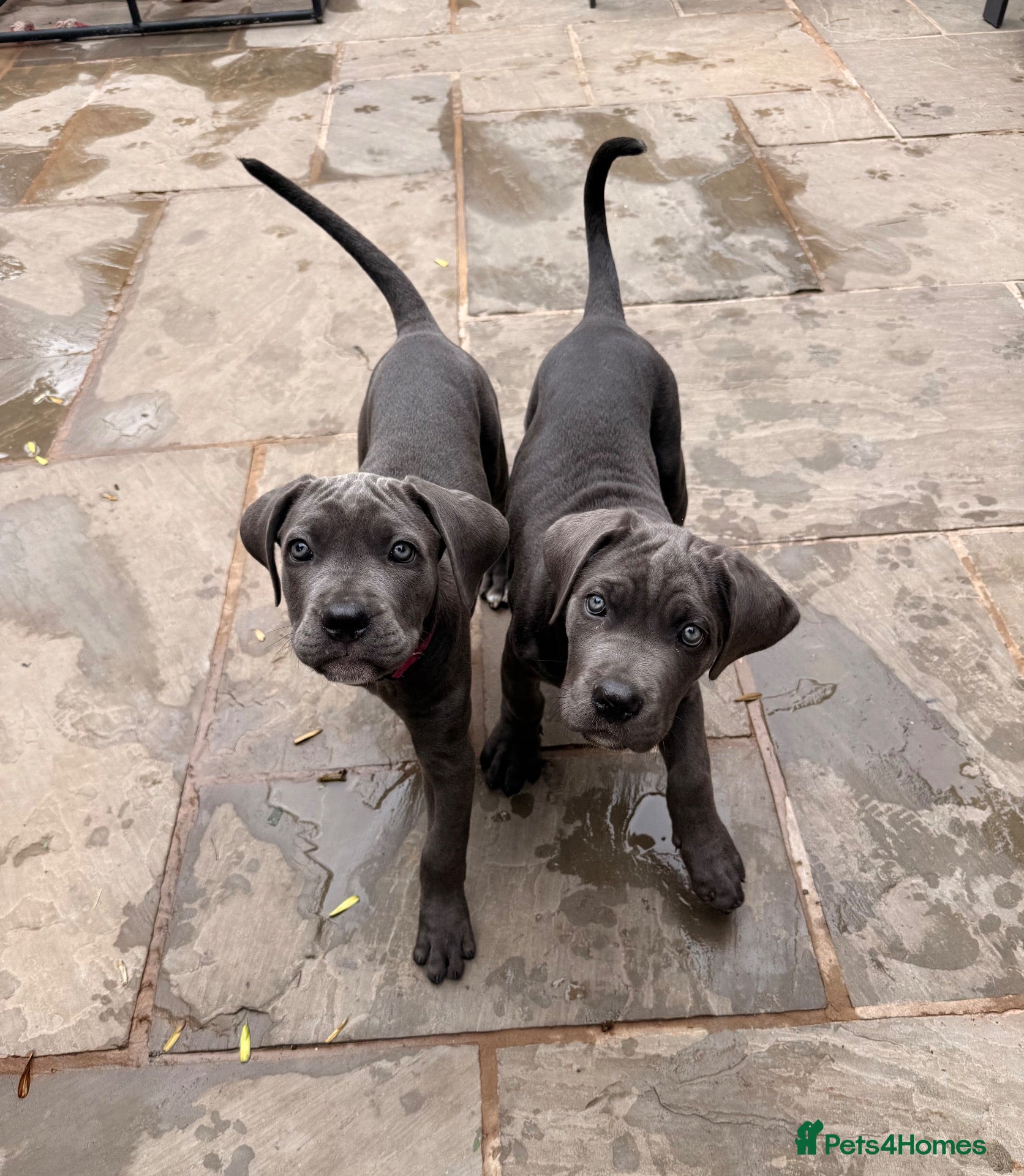 Cane Corso dogs X-Man Bloodline, Pedigree Cane Corso Puppies - Advert 1