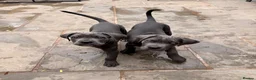 Cane Corso dogs for sale: X-Man Bloodline, Pedigree Cane Corso Puppies - Advert 4