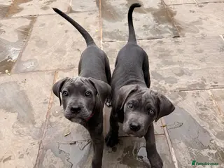 Cane Corso dogs X-Man Bloodline, Pedigree Cane Corso Puppies - Advert 1