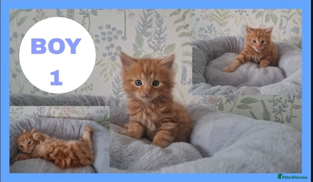 Mixed Breed cats Fluffy kittens for sale!  - Advert 1