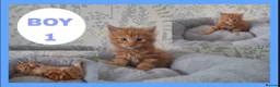 Mixed Breed cats for sale: Fluffy kittens for sale!  - Advert 1