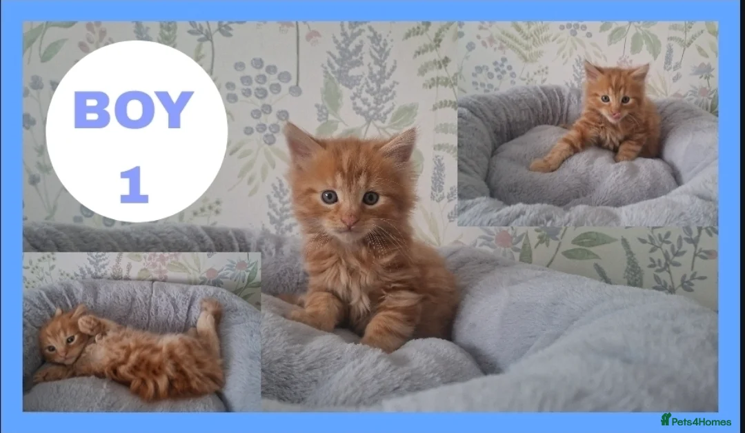 Mixed Breed cats for sale: Fluffy kittens for sale!  - Advert 1