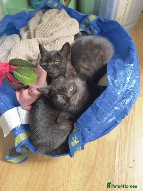 Mixed Breed cats Last 2 left! - Persian x BSH kittens  - Advert 2