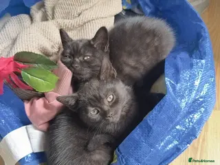 Mixed Breed cats Last 2 left! - Persian x BSH kittens - Advert 1