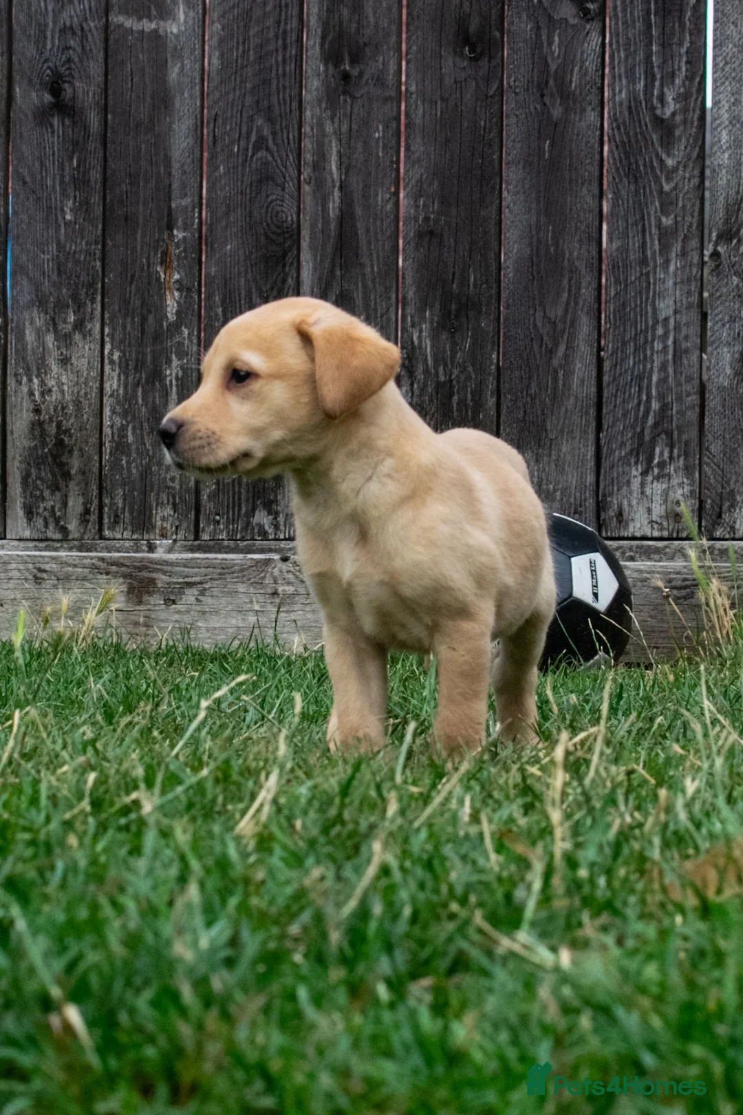 Labrador Retriever dogs for sale: FTCH Sired Labrador Puppies - Advert 2