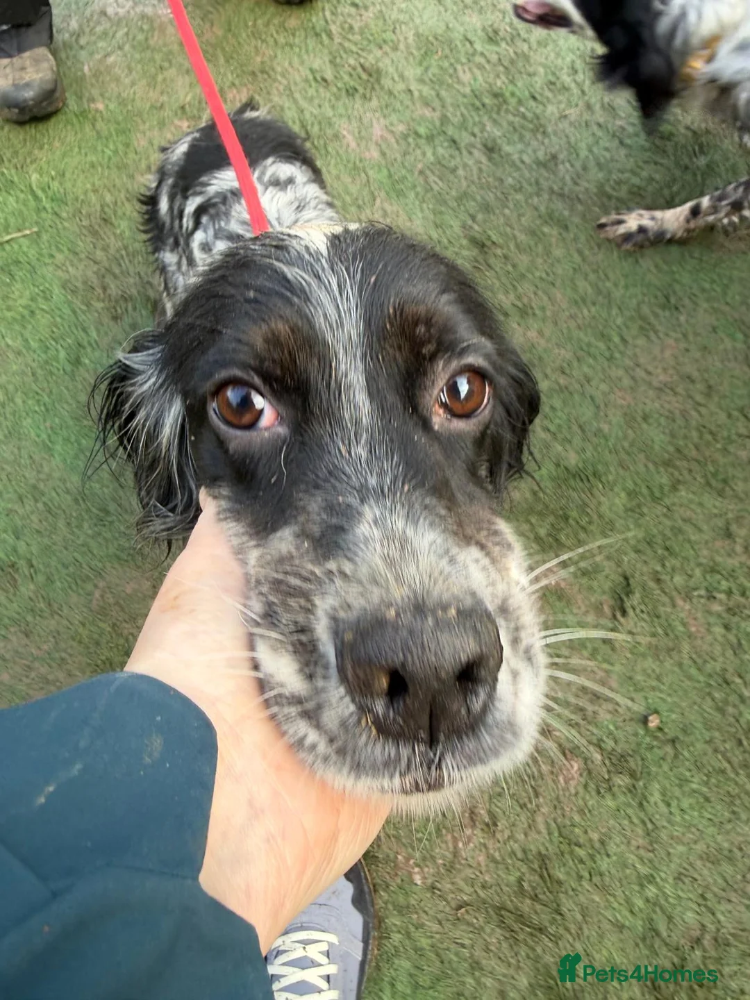 English Setter dogs for adoption: Lina  - Advert 4