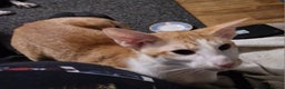 Oriental cats for sale: Red Oriental Bi Colour female for sale - Advert 2