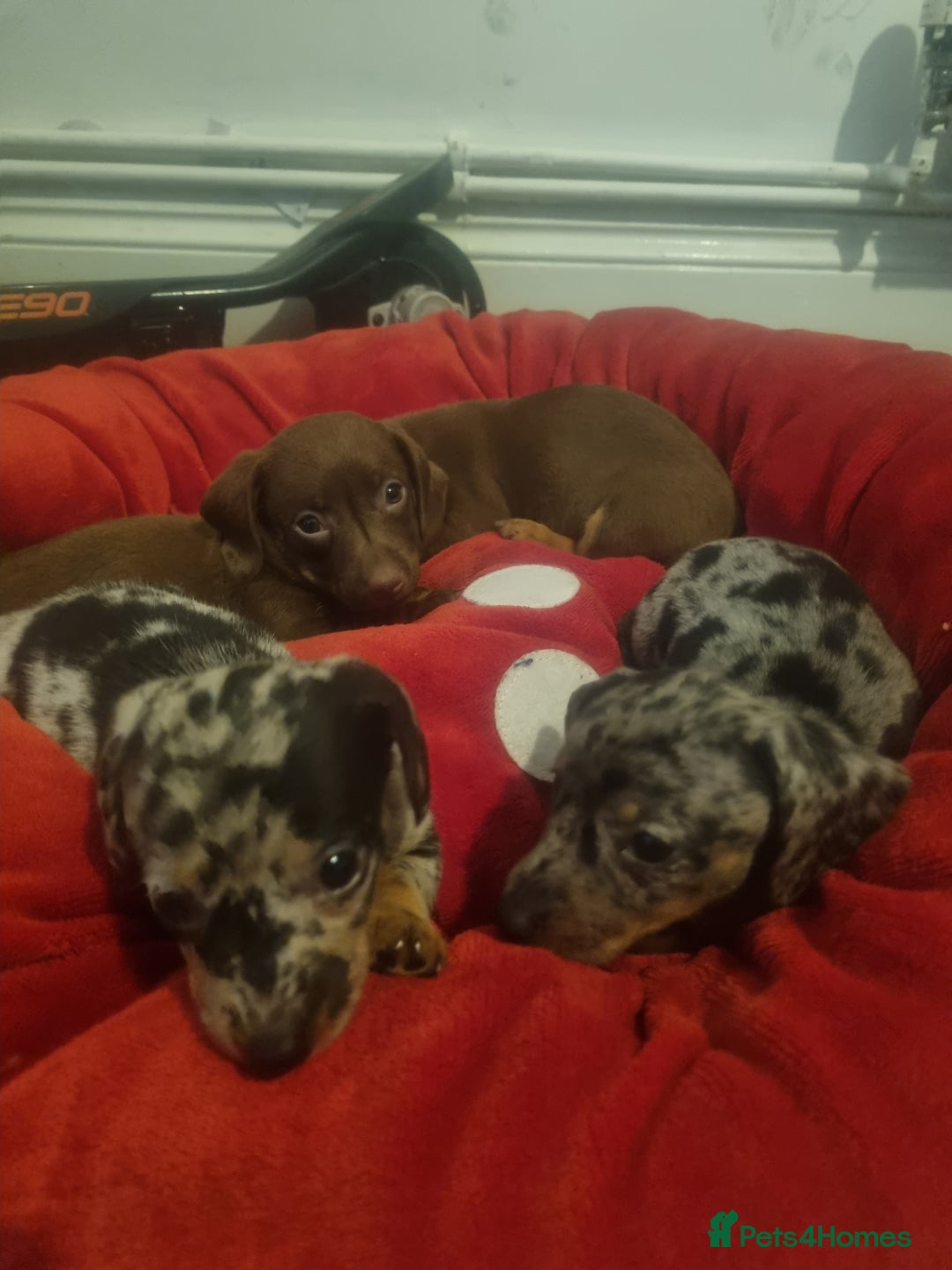 Miniature Dachshund dogs for sale: Miniature Dachshund  - Advert 16