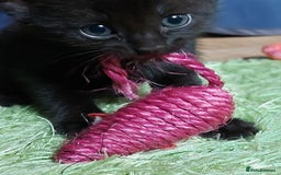 Domestic Shorthair cats for sale: 2 Female Kittens For Sale - Image 7