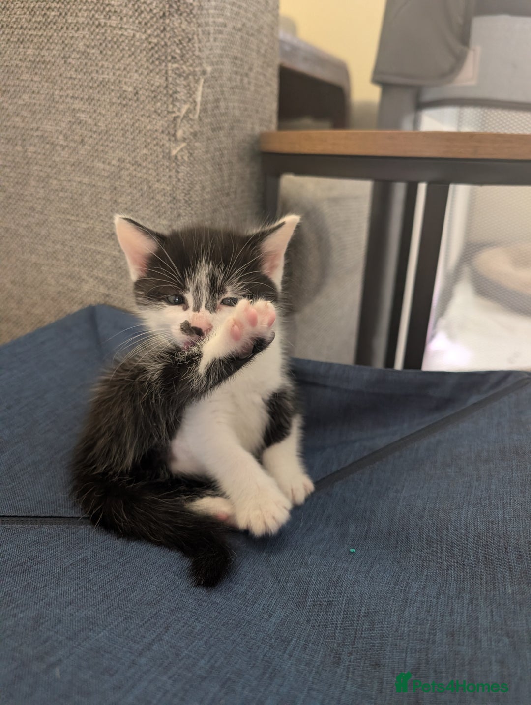 Mixed Breed cats for sale: Kittens - Advert 2