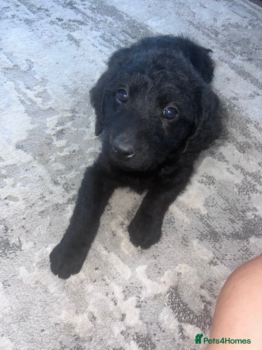 Labradoodle dogs for sale: Miniasture f1 merel labradoodle - Image 1