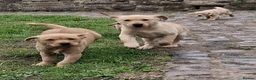 Labrador Retriever dogs for sale: Labrador puppies - Advert 6