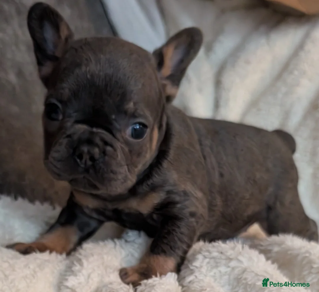 French Bulldog dogs for sale: Beautiful French Bulldogs in Barnsley - Advert 20