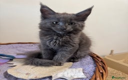 Maine Coon cats for sale: Beautiful GCCF kittens various colours - Image 20