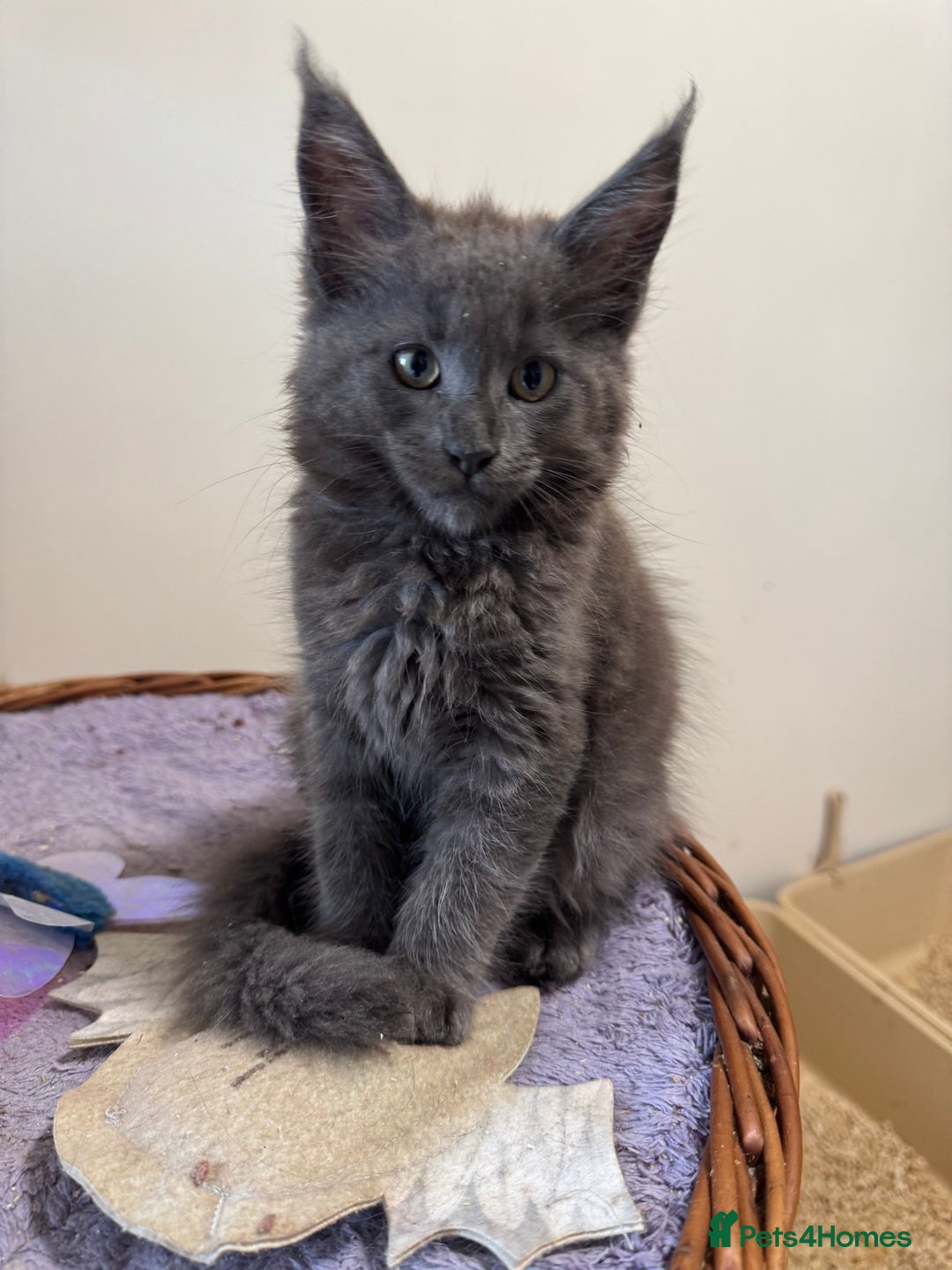 Maine Coon cats for sale: Beautiful GCCF kittens various colours - Image 20