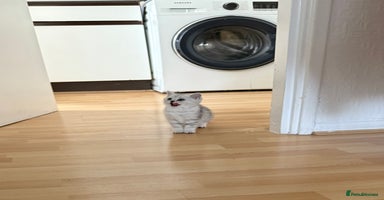 British Shorthair cats - Advert 13