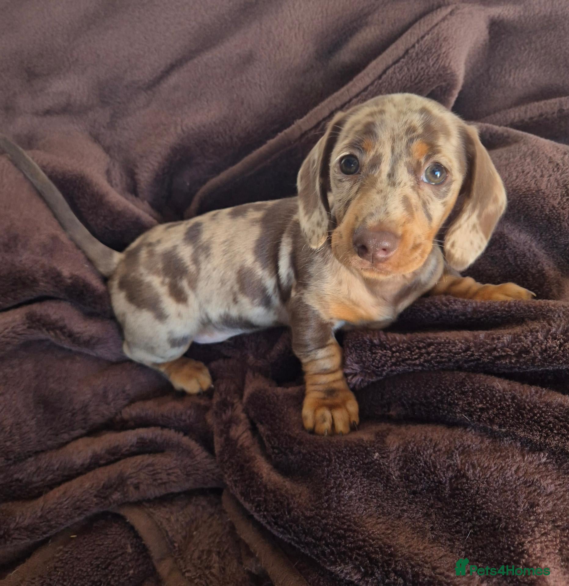 Miniature Dachshund dogs Last Boy KC Registered PRA Clear Dapples Ready Now - Advert 17