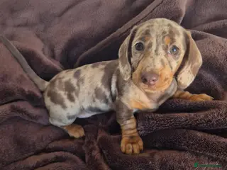 Miniature Dachshund dogs Last Boy KC Registered PRA Clear Dapples Ready Now - Advert 17