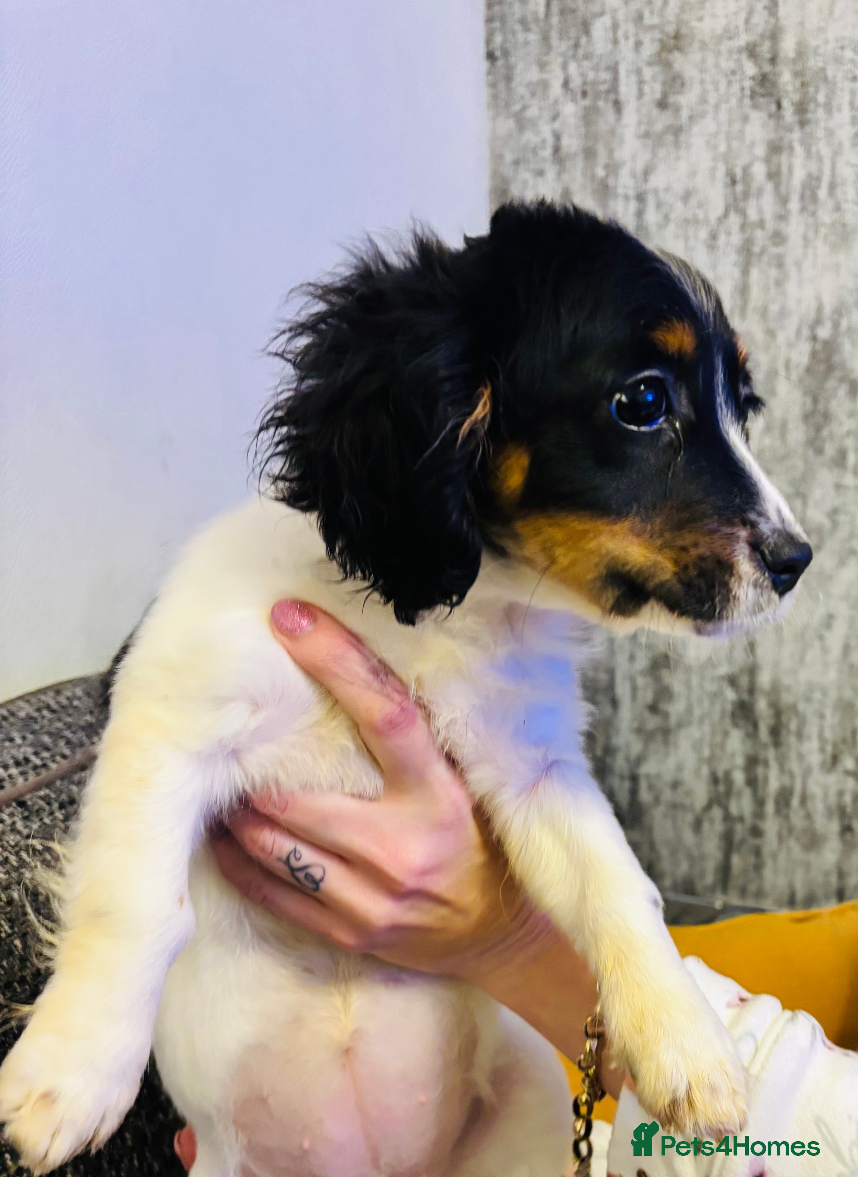 Mixed Breed dogs Adorable doxiepoo puppies last puppy remaining  - Advert 1