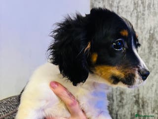 Mixed Breed dogs Adorable doxiepoo puppies last puppy remaining - Advert 2