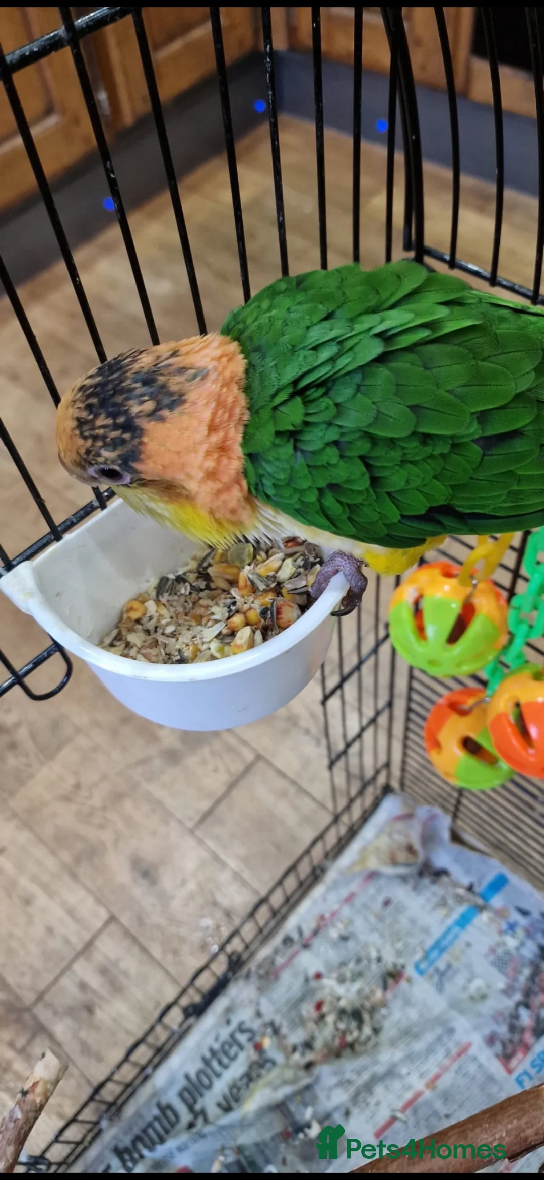 Parrots birds for sale: Baby yellow-thighed Caique for sale in Liversedge - Advert 2