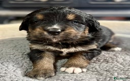 Bernedoodle dogs for sale: Beautiful Bernedoodle babies  - Advert 17