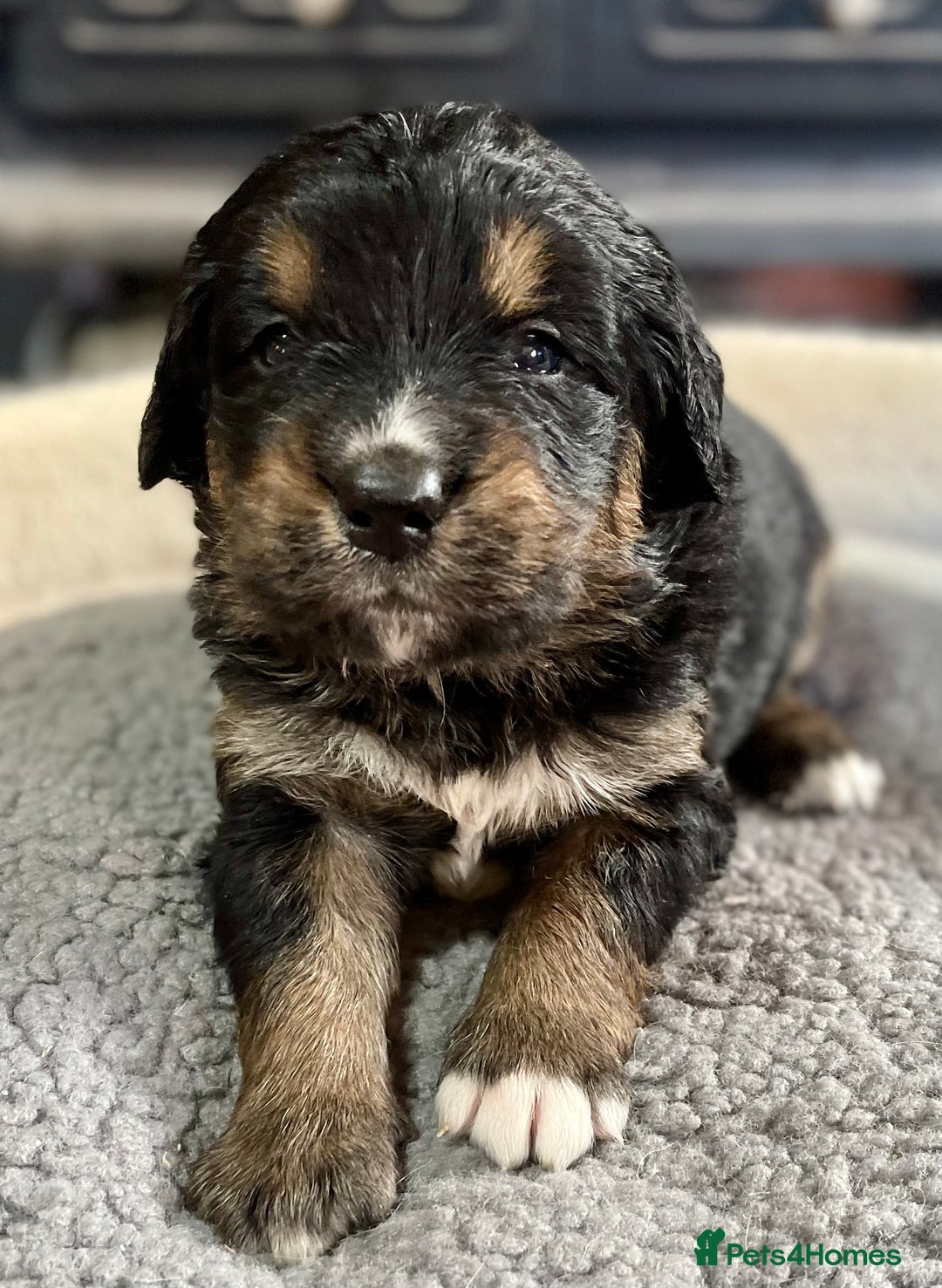 Bernedoodle dogs for sale: Beautiful Bernedoodle babies  - Advert 17
