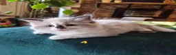 Ragdoll cats for sale: Purebreed Ragdolls - Advert 9