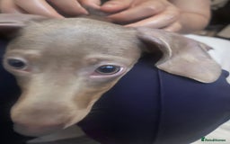 Miniature Dachshund dogs for sale: 8 month miniature dachshund for sale - Image 6