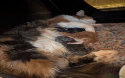 Maine Coon cats for sale: Maine Coon cuties - Advert 4