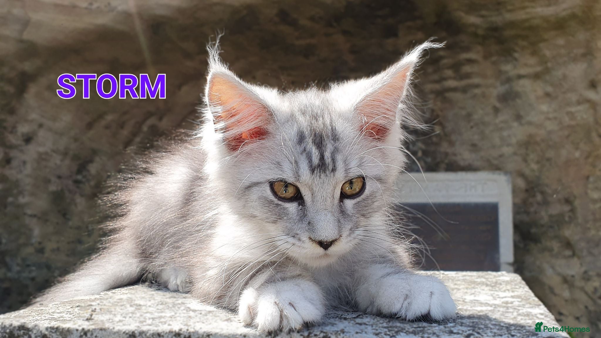 Maine Coon cats 🐾Beautiful TICA Registered Kittens🐾 - Advert 1