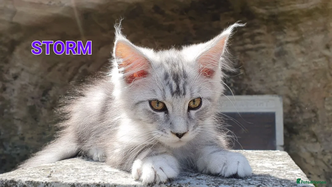 Maine Coon cats for sale: 🐾Beautiful TICA Registered Kittens🐾 - Advert 1