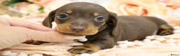 Miniature Dachshund dogs for sale: Miniature Dachshund Puppies - Advert 10