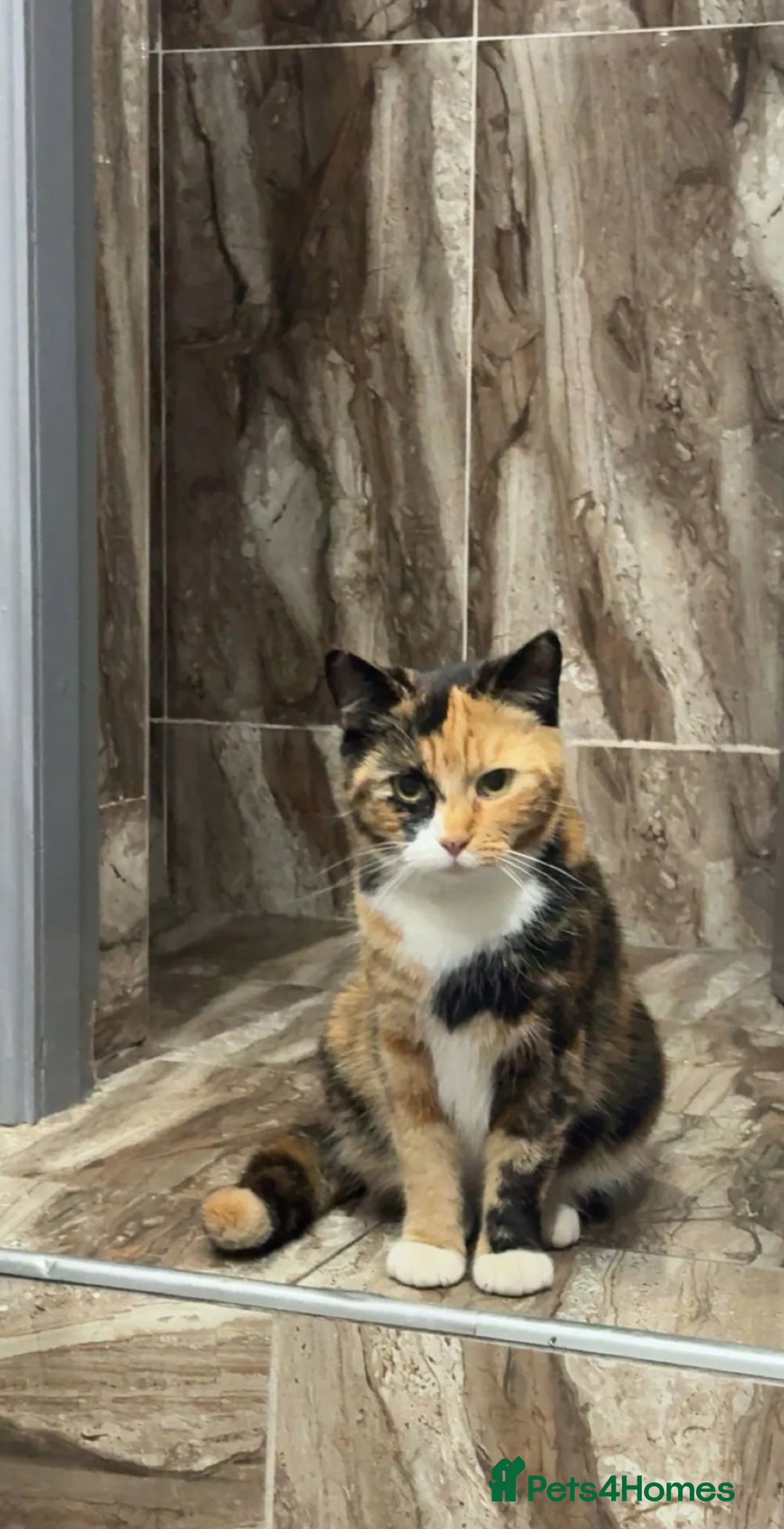 Mixed Breed cats for sale: Female calico cat for sale  - Advert 2