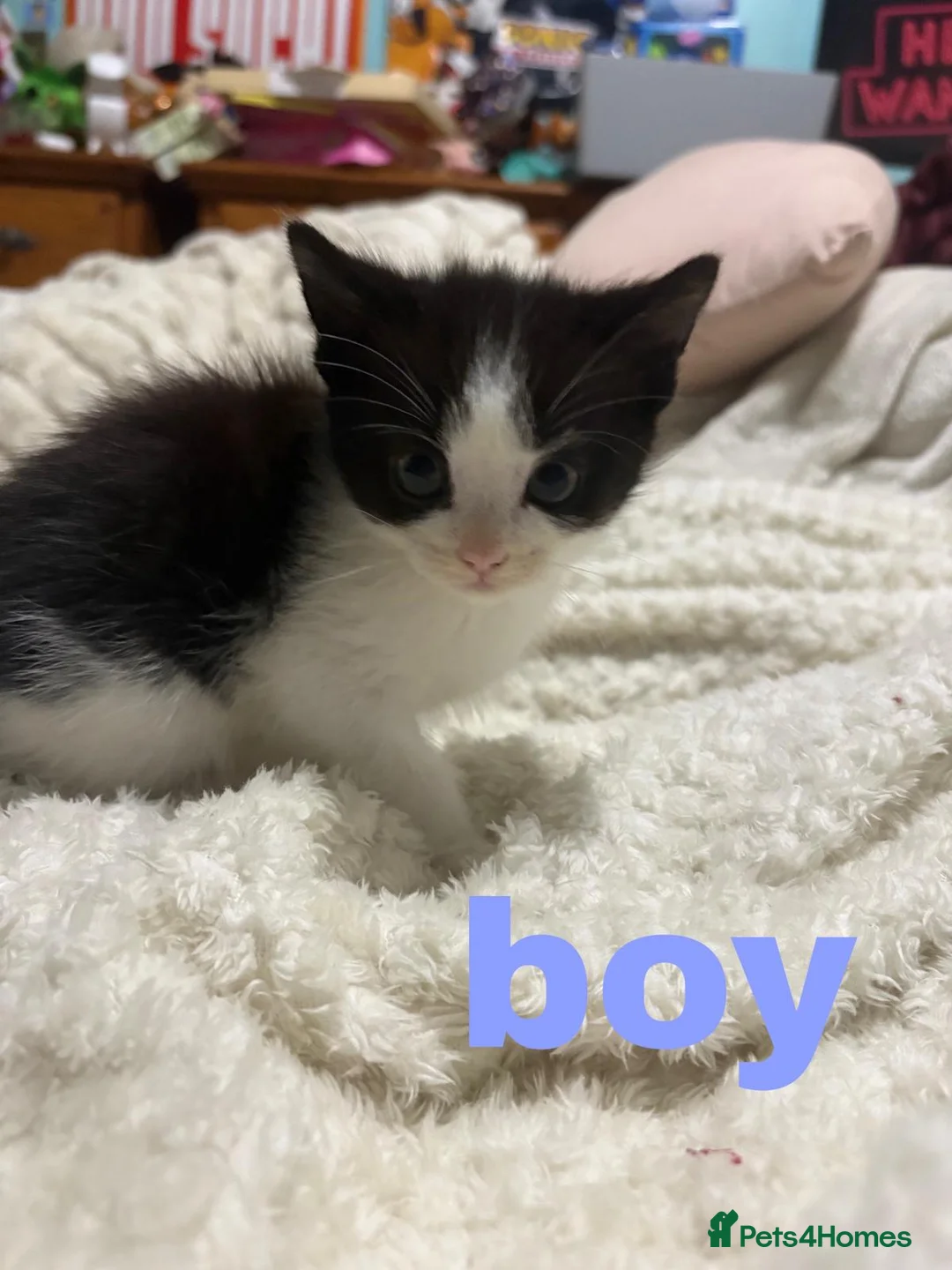 Mixed Breed cats for sale: Kittens - Advert 4