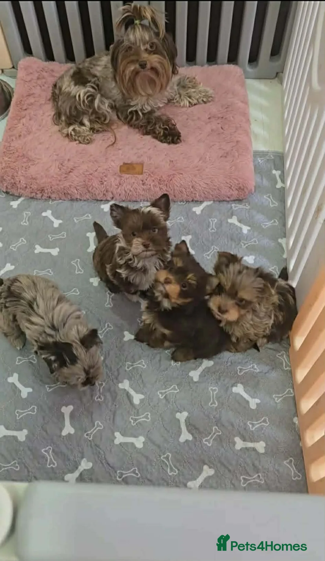 Yorkshire Terrier dogs for sale: Minnie Yorkshire terrier very rare colours - Advert 2