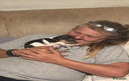 Mixed Breed dogs for sale: Tri-coloured Boy - Image 3