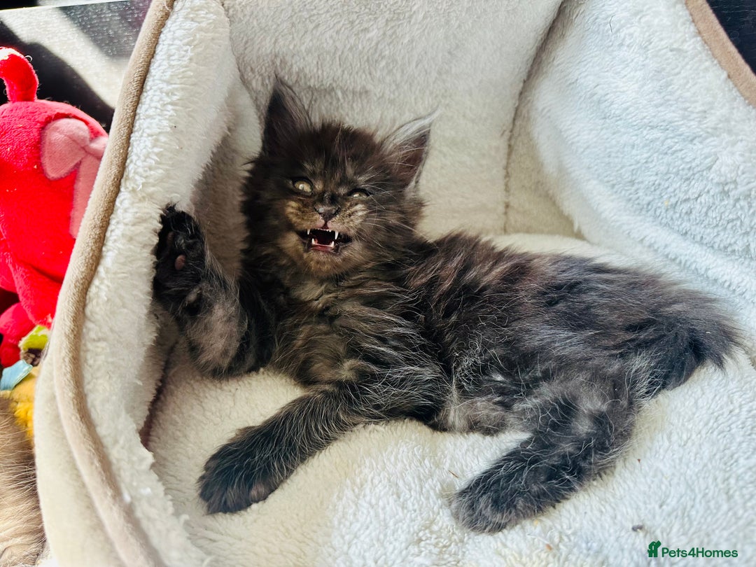 Maine Coon cats for sale: Mainecoon kittens  - Image 5