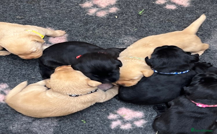 Labrador Retriever dogs - Advert 1