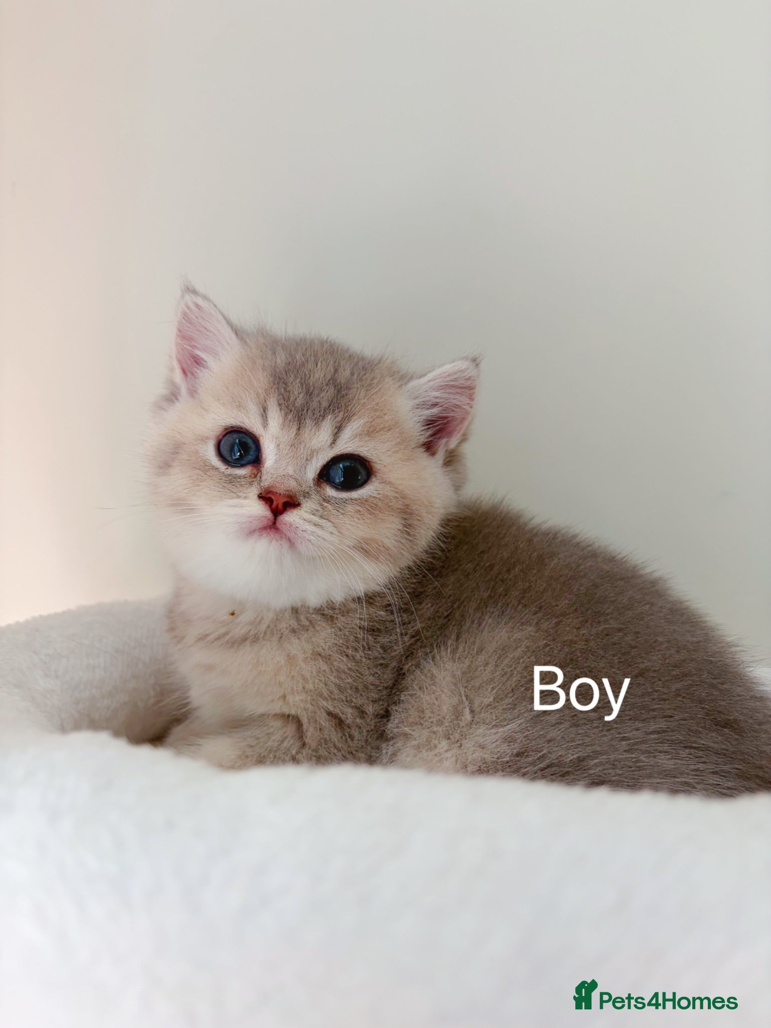 British Shorthair cats Reduced! Last boy!  - Advert 12