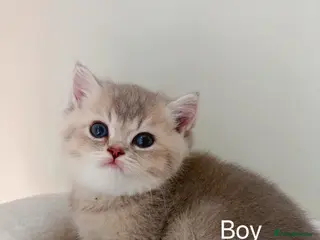 British Shorthair cats Reduced! Last boy! - Advert 12