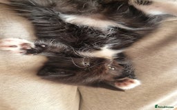 British Shorthair cats for sale: 4 Kittens ready to leave 25th August - Image 7