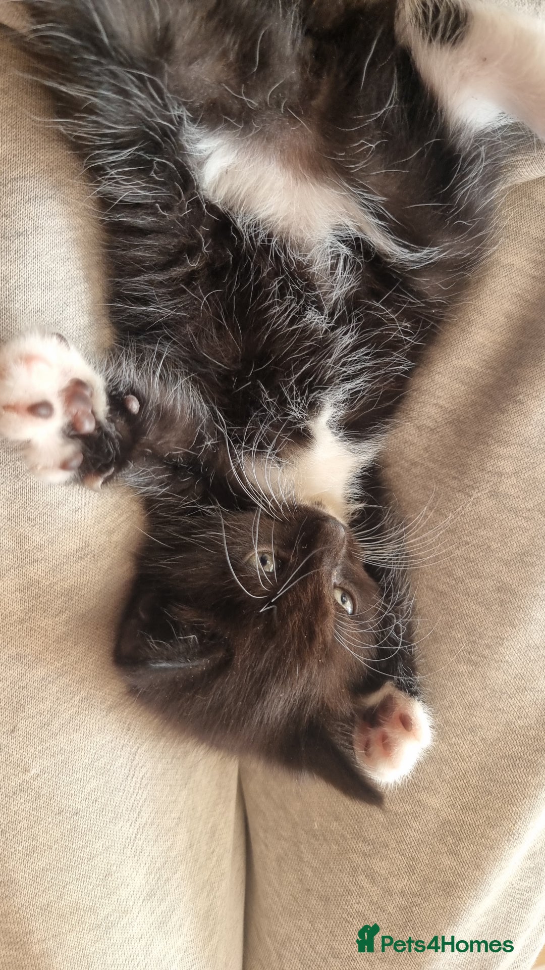 British Shorthair cats for sale: 4 Kittens ready to leave 25th August - Image 7